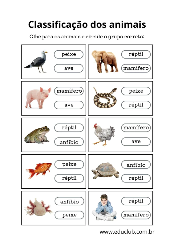 Atividade de classificação dos animais 2 ano | Educlub